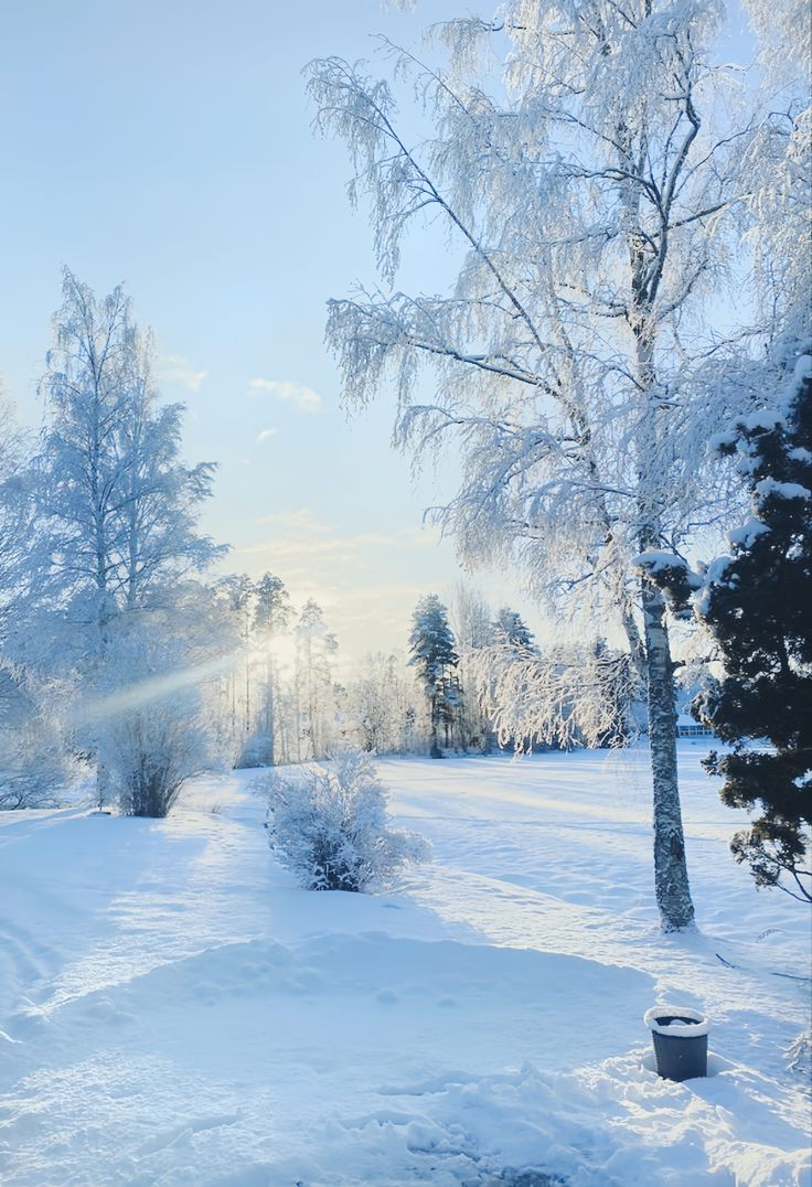 阳光下的雪地与覆雪树木